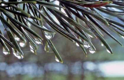 Адгезия капель на иголках